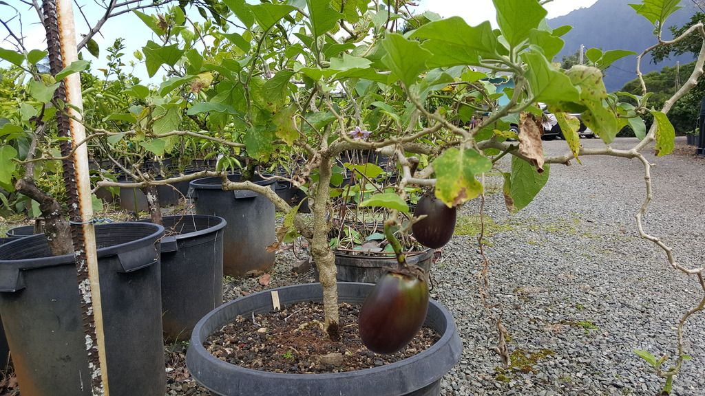 Seattle Garden & Fruit Adventures Frankie's Nursery in Oahu Tropical